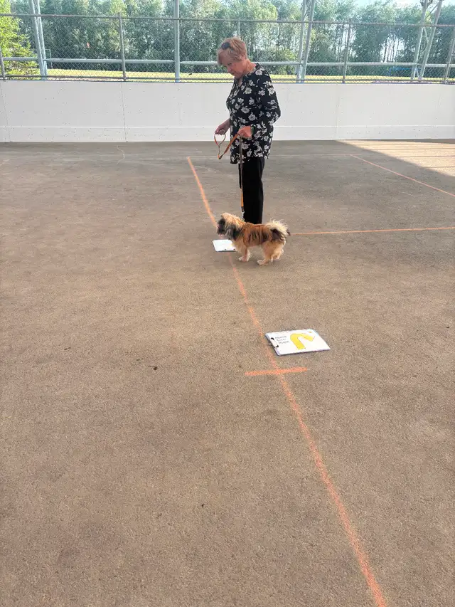 Rally dog training in Prince Albert525306949114931201