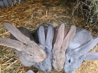 Flemish giant rabbits - Purebred pedigreed - free delivery avail