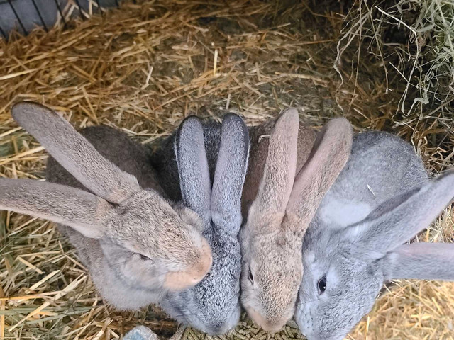 Waiting list - Flemish giant rabbits - Purebred pedigreed in Small Animals for Rehoming in North Bay