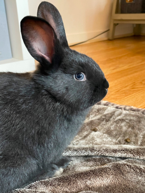 Rabbits and baby bunnies in Small Animals for Rehoming in Parksville / Qualicum Beach - Image 4