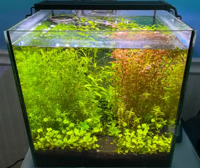 The pictures of the plants following my tank pictures are what I sell. In your initial message, plea...