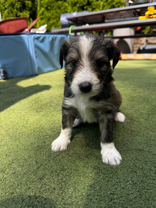 Sheltie/Portie Mix 7 Puppys Ready for Rehoming in Dogs & Puppies for Rehoming in City of Toronto - Image 2
