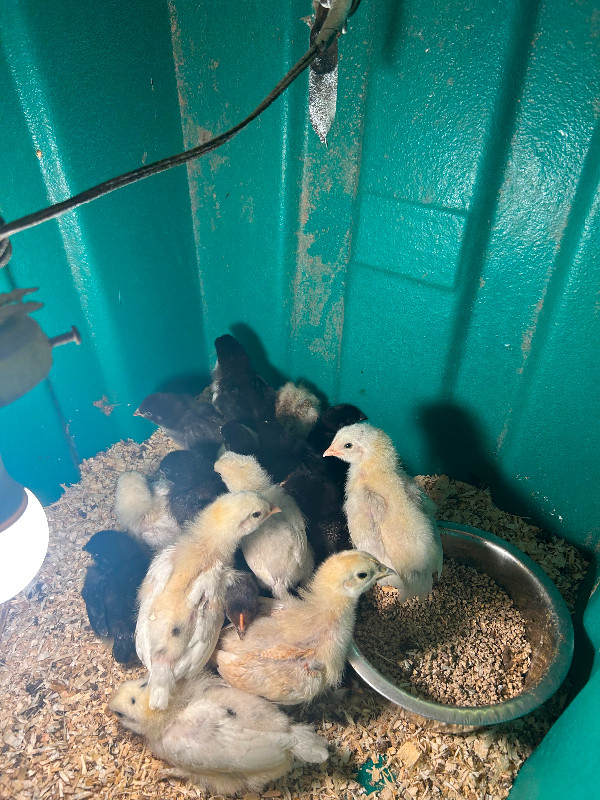 Baby Chicks for sale 2 weeks old in Livestock in Kamloops