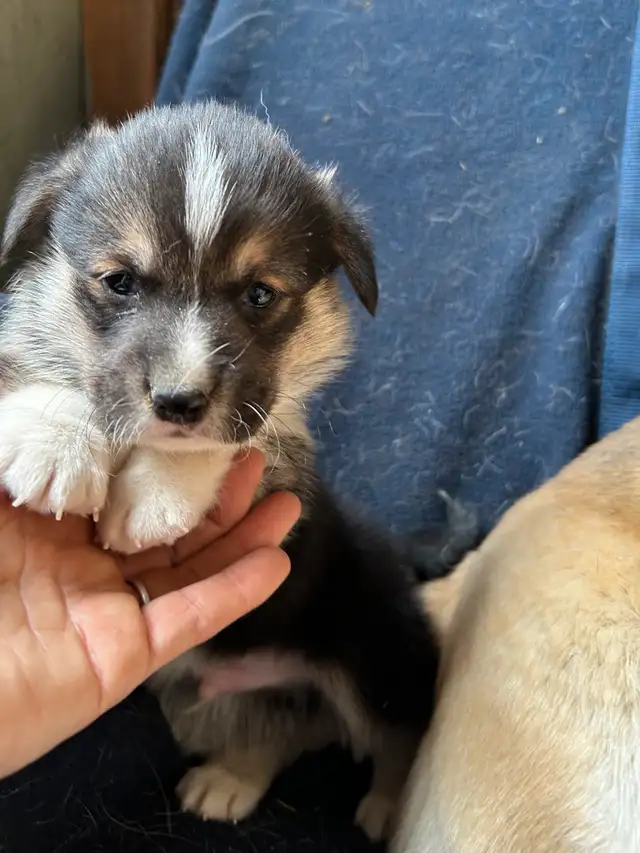 Chiot CORGI à adopter in Dogs & Puppies for Rehoming in West Island - Image 8