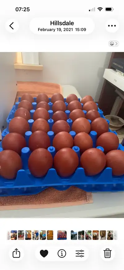 black copper Marans eggs, View more
