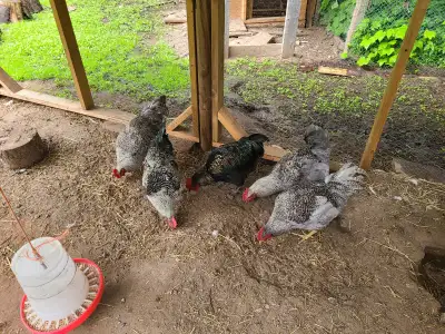 Roosters for free     Pending, View more