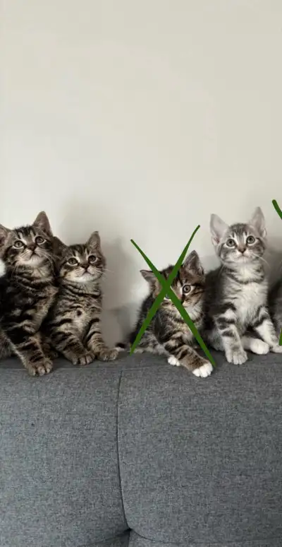 3 kittens left to rehome ❤️, View more
