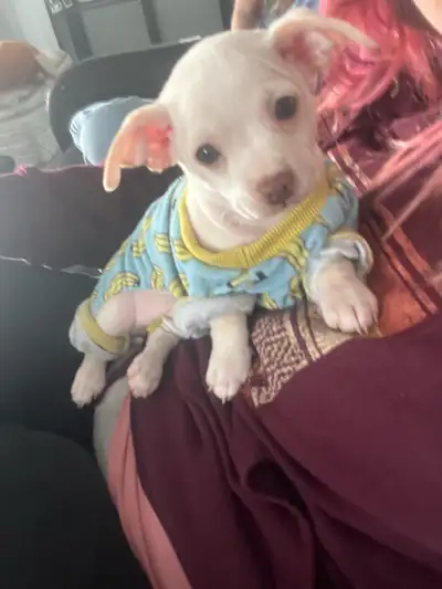 Ready to leave. Lady - Brown/grey SOLD Balto - White/Cream Male Vaccinated and Dewormed. Will be bet...
