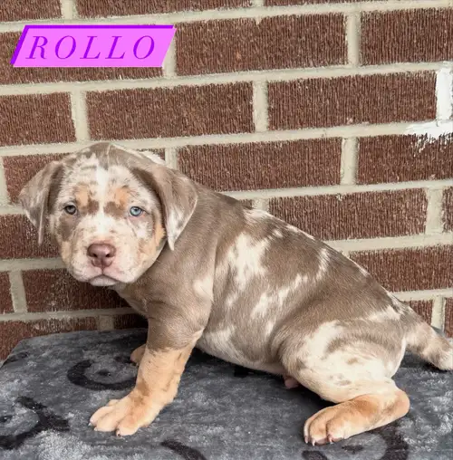 4 sweet puppies looking for their forever home! - 3 MALES - 1 FEMALE - Both Parents Embark Tested -...
