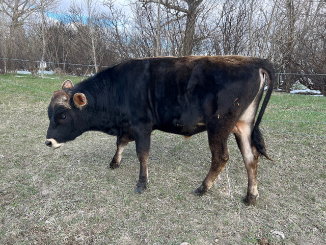 Jersey Bull 1 year old in Other in Lethbridge - Image 2