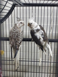 Pair of Cockatiels