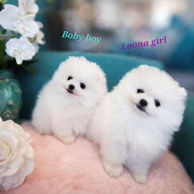 ♥️ Adorable Teddy Bear faced Pomeranian puppies ♥️, View more
