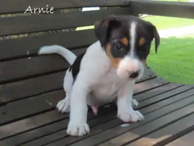 Jack Russel puppies, View more