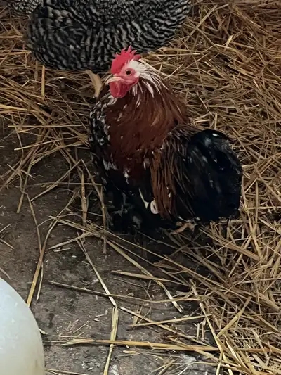 PB Bantam Cochin Fall 2025 Hatch, View more