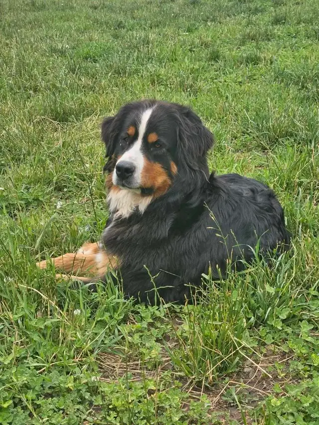 Walker Hound/Mountain Bernese cross in Dogs & Puppies for Rehoming in Kitchener / Waterloo - Image 6