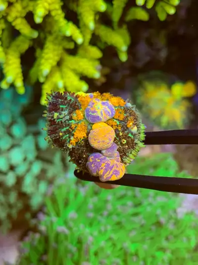 ultra chaos zoa 15 scramble egg zoa 15 BBEB zoa zoa15 sunny D zoa 15 purple mushroom 15 forest fire...