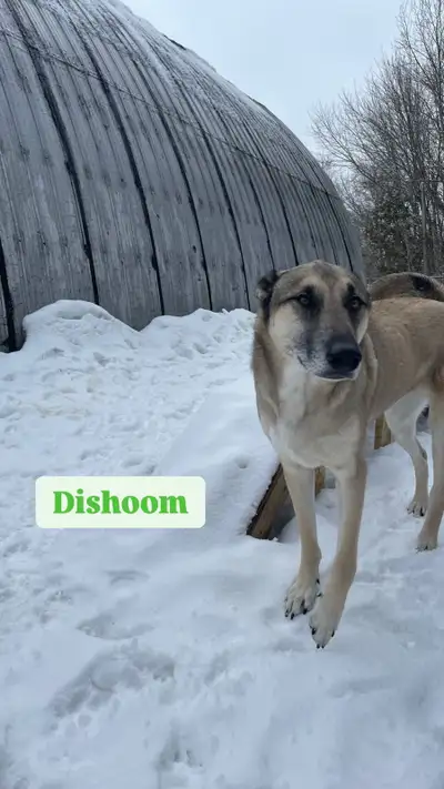 Daycare | Boarding | Grooming | Training , View more