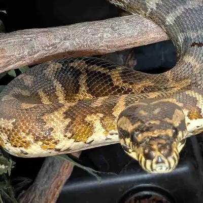 Two male irian Jaya carpet pythons het for granite gene. Naughty as a supposed pair ended up being t...