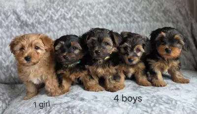 Biewer Yorkie X Puppies – Health Tested Parents, View more