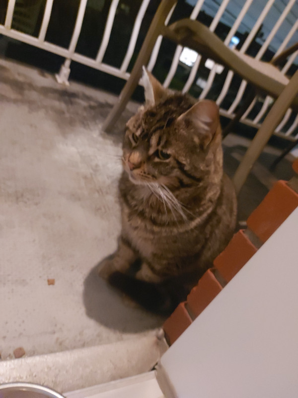 Chat trouvé dans Animaux perdus/trouvés  à Ville de Montréal - Image 2