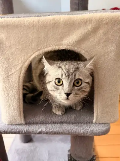 Kittens looking for a loving home lovely cats, View more
