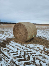 Wheat straw bales 2023
