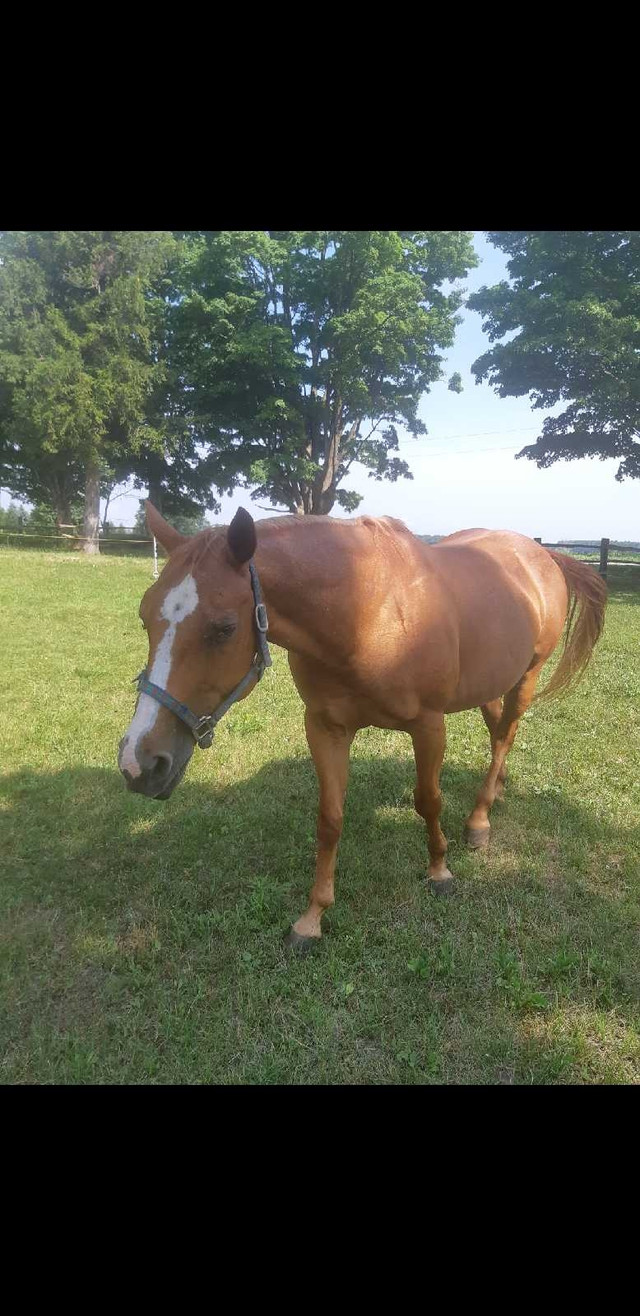 Gentle sorrel mare in Horses & Ponies for Rehoming in Stratford - Image 3