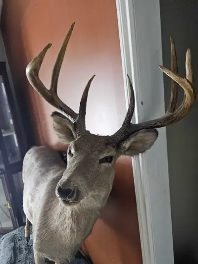 This striking taxidermy piece features a deer mounted on a decorative base, perfect for adding a tou...