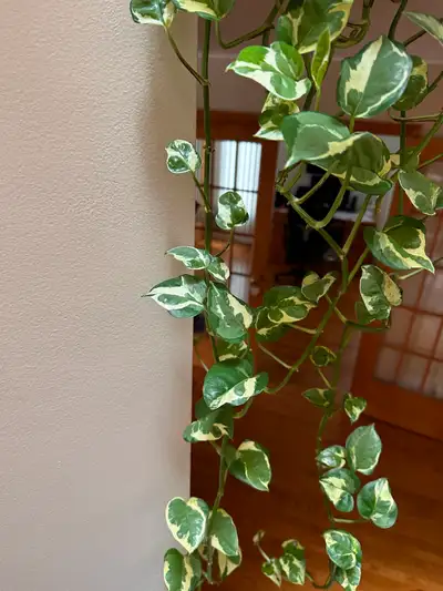 NJoy Pothos leaf propagations for YOU prop. Read desc., View more