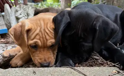Adorable Rottweiler Mix Puppies – Family Raised, View more