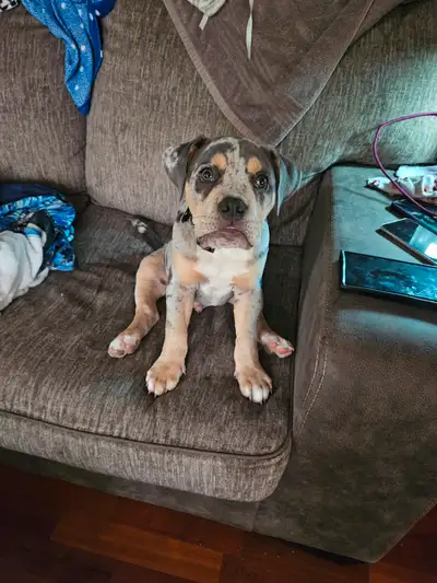 Beautiful olde english bulldog puppy available, View more