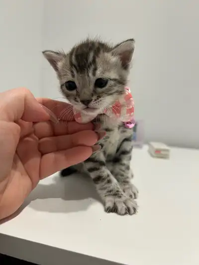 Je suis ravie de vous présenter cette adorable femelle Bengal Silver, prête à rejoindre sa nouvelle...