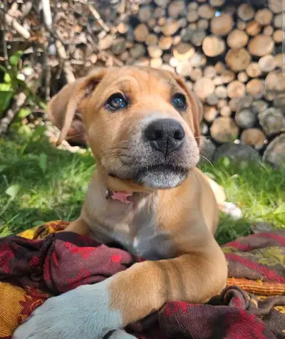 Puppies READY THIS WEEKEND, View more