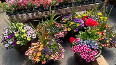 Greenhouse Plants, View more