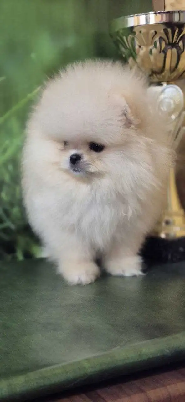 Pomeranian in Dogs & Puppies for Rehoming in City of Toronto - Image 3