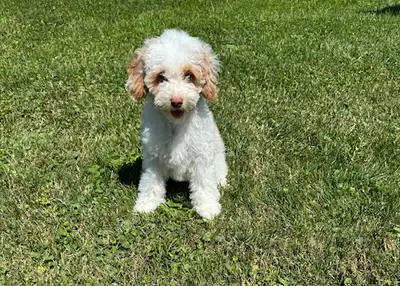 7 F1B Mini Cockapoo Puppies (12-15 lbs), View more