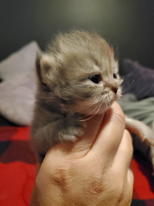 Chaton Persan Chinchilla Chats Et Chatons A Adopter Val D Or Kijiji