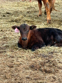 2 month old heifer calf