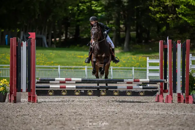 Horseback riding lessons64567882134146121