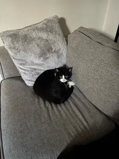 milo needs a new home!, View more