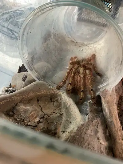feather Legged tarantula , View more