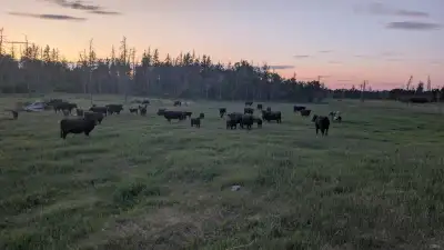 For Sale 35 black angus bred cows pasture exposed to Red Angus bulls starting July 25. Cows are high...