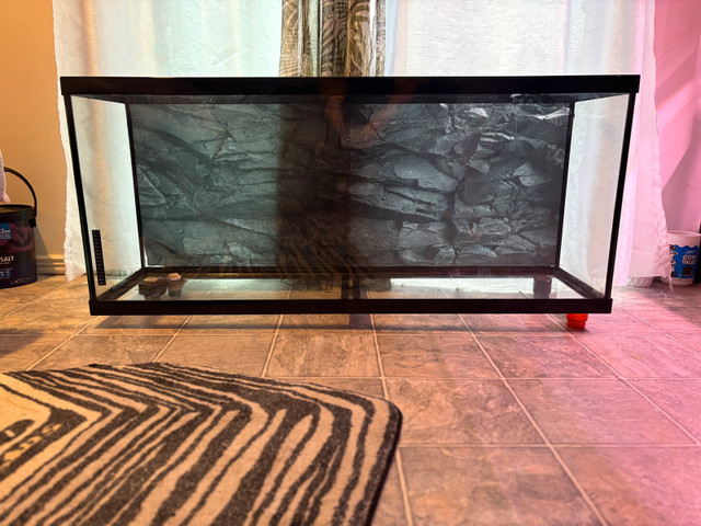 55 Gal Fish Tank OBO in Fish for Rehoming in Bridgewater - Image 3