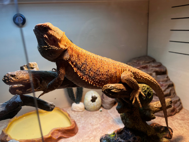 120 gallon tank with bearded dragon  in Other Pets for Rehoming in City of Toronto - Image 4
