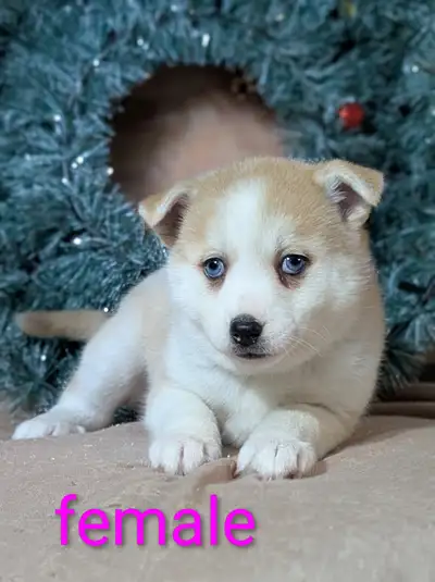 Pomsky puppies, View more
