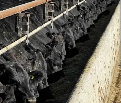 Feedlot help wanted, View more
