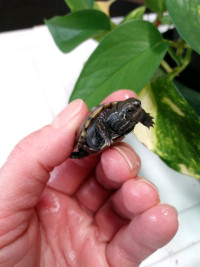 Baby Reeves turtles