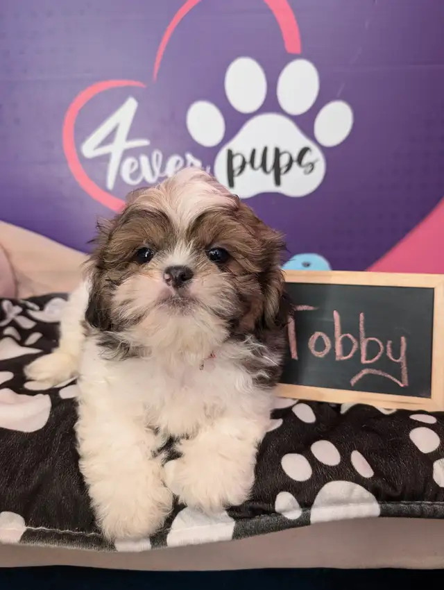 Shih-tzu pure puppies June 29**HYPOALLERGENIC in Dogs & Puppies for Rehoming in West Island - Image 9