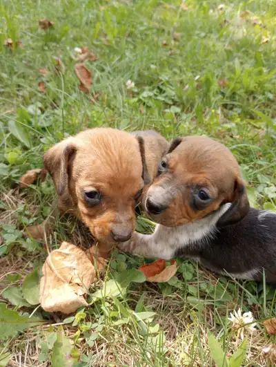 Miniature Dachshund Puppies, View more