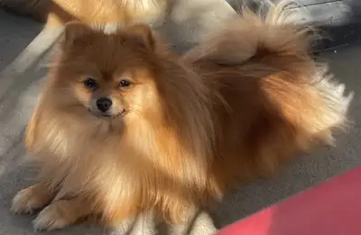 pomeraniens femelles 5 ans, View more
